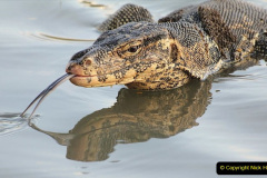 040.2023-08-14-World-Lizard-Day.-40-