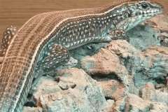 041.2023-08-14-World-Lizard-Day.-41-