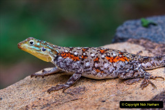042.2023-08-14-World-Lizard-Day.-42-