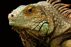 043.2023-08-14-World-Lizard-Day.-43-