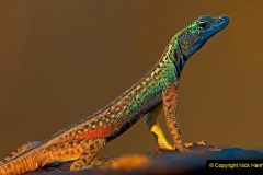 044.2023-08-14-World-Lizard-Day.-44-