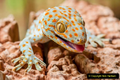 045.2023-08-14-World-Lizard-Day.-45-
