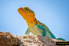 046.2023-08-14-World-Lizard-Day.-46-