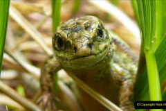 047.2023-08-14-World-Lizard-Day.-47-