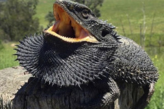 048.2023-08-14-World-Lizard-Day.-48-