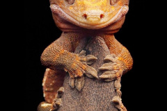 049.2023-08-14-World-Lizard-Day.-49-