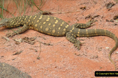 050.2023-08-14-World-Lizard-Day.-50-
