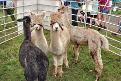 236.2023-08-24-Melplash-Bridport-Show.-236-