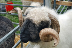238.2023-08-24-Melplash-Bridport-Show.-238-
