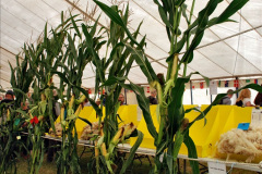 379.2023-08-24-Melplash-Bridport-Show.-379-