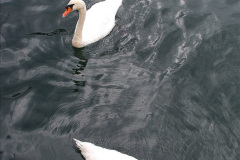 003.2023-08-27-Brownsea-Island-NT-Poole-Harbour-Poole-Dorset.-3-