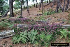082.2023-08-27-Brownsea-Island-NT-Poole-Harbour-Poole-Dorset.-82-