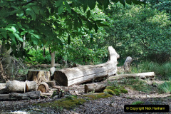 100.2023-08-27-Brownsea-Island-NT-Poole-Harbour-Poole-Dorset.-100-