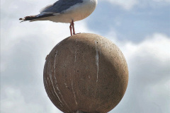 107.2023-08-27-Brownsea-Island-NT-Poole-Harbour-Poole-Dorset.-107-