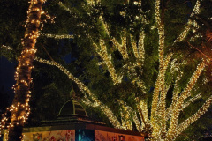 110.2023-12-08-Funchal-Medeira-Christmas-Lights.-110-