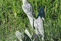 073.2023_12_08-Canary-Islands-7.-Funchal-Maderia.-73-