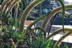 091.2023_12_08-Canary-Islands-7.-Funchal-Maderia.-91-