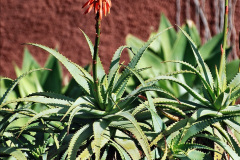 099.2023_12_08-Canary-Islands-7.-Funchal-Maderia.-99-