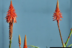 100.2023_12_08-Canary-Islands-7.-Funchal-Maderia.-100-