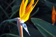 101.2023_12_08-Canary-Islands-7.-Funchal-Maderia.-101-