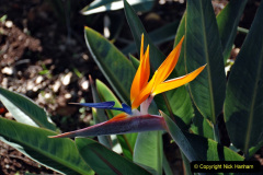 102.2023_12_08-Canary-Islands-7.-Funchal-Maderia.-102-