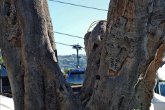 175.2023-12-09-Canary-Islands-8-Funchal-Mederia-AM.-175-