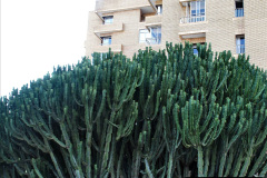 110.2023-12-12-Canary-Islands-11.-Les-Palmas-Gran-Canaria.-110-