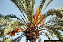 133.2023-12-12-Canary-Islands-11.-Les-Palmas-Gran-Canaria.-133-