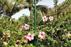 224.2023-12-12-Canary-Islands-11.-Les-Palmas-Gran-Canaria.-224-