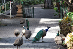 236.2023-12-12-Canary-Islands-11.-Les-Palmas-Gran-Canaria.-236-