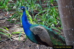 237.2023-12-12-Canary-Islands-11.-Les-Palmas-Gran-Canaria.-237-