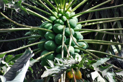 242.2023-12-12-Canary-Islands-11.-Les-Palmas-Gran-Canaria.-242-