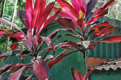 268.2023-12-12-Canary-Islands-11.-Les-Palmas-Gran-Canaria.-268-