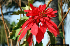 269.2023-12-12-Canary-Islands-11.-Les-Palmas-Gran-Canaria.-269-