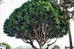 305.2023-12-12-Canary-Islands-11.-Les-Palmas-Gran-Canaria.-305-