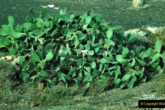 024.2023-12-13-Canary-Islands-12.-Arrecife-Lazarote.-24-