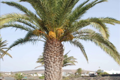 109.2023-12-13-Canary-Islands-12.-Arrecife-Lazarote.-109-