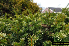 007.2023-02-05-APoole-Winter-Garden.-7-