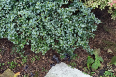 013.2023-02-05-APoole-Winter-Garden.-13-