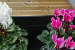 019.2023-02-05-APoole-Winter-Garden.-19-