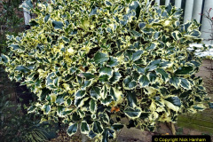 020.2023-02-05-APoole-Winter-Garden.-20-