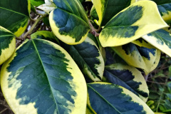024.2023-02-05-APoole-Winter-Garden.-24-