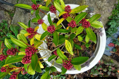 033.2023-02-05-APoole-Winter-Garden.-33-