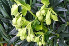 034.2023-02-05-APoole-Winter-Garden.-34-