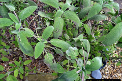 044.2023-02-05-APoole-Winter-Garden.-44-