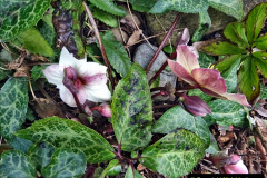 047.2023-02-05-APoole-Winter-Garden.-47-