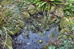 048.2023-02-05-APoole-Winter-Garden.-48-