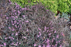 058.2023-02-05-APoole-Winter-Garden.-58-