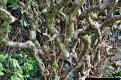 065.2023-02-05-APoole-Winter-Garden.-65-