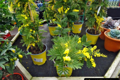 013.2023-02-27-28-New-Forest-Overnight-Stay.-13-Stewarts-Garden-Centre-Christchurch.-